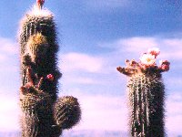 Trichocereus tarijensis (= Helianthocereus poco) Cactus Bolivia J.Ramirez